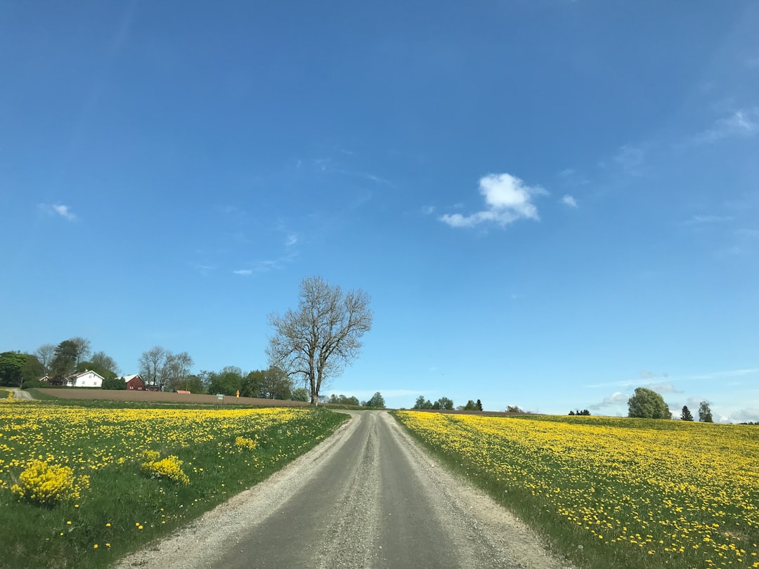 Norwegian Fjords Road